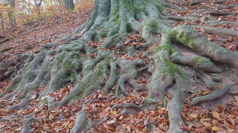 Mecsek, Égervölgyi-tó
